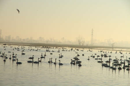 Swan Lakeの写真素材