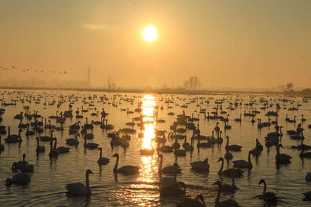 Swan Lakeの写真素材