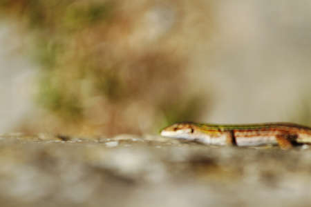 Lizard
