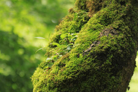 green forest in north of Iranの写真素材