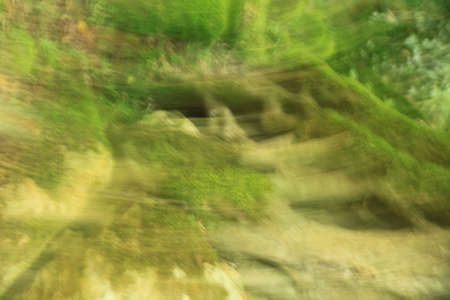 green forest in north of Iran