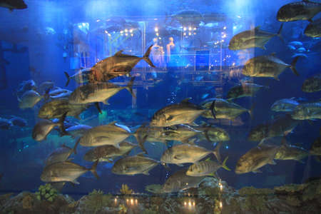 Under water world and colorful fishes
