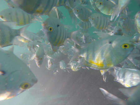 Under water world , diving in sea to see colorful fishes and the world of under blue line