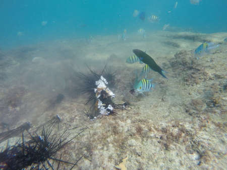 Under water world , diving in sea to see colorful fishes and the world of under blue line