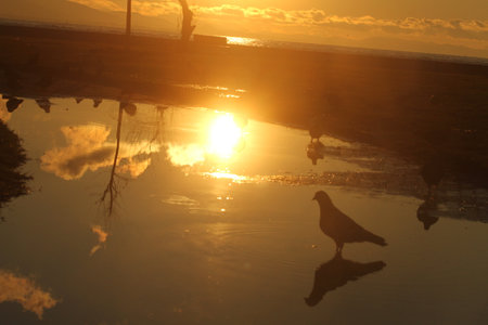 Silhouette of seagull at sunset reflected in water.の写真素材