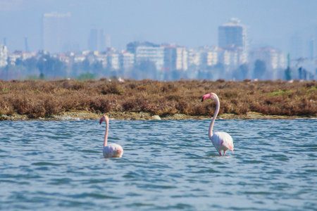 Flamingo in the lagoon on a background of city.の写真素材