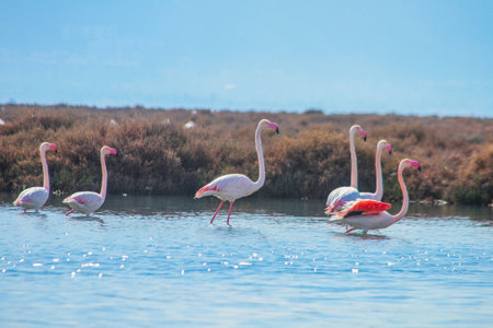 Pink flamingos in the lagoon of Izmir, Turkeyの写真素材
