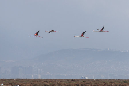 Flamingos flying in the sky over the city of Izmir, Turkeyの写真素材