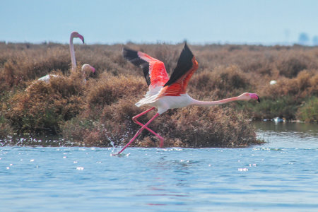Greater flamingo (Phoenicopterus ruber) in flightの写真素材