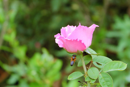 Beautiful pink rose and honey beeの写真素材