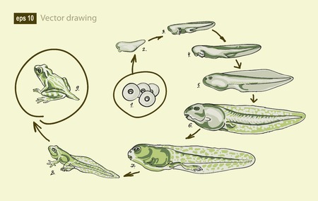 Vector illustration of the life cycle of  frogのイラスト素材