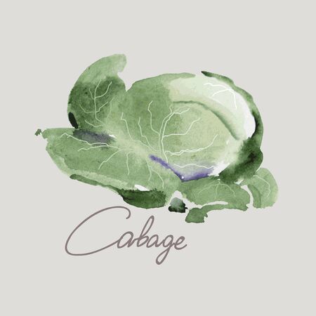 Vector hand drawing  cabbage. Realistic image. Watercolor.のイラスト素材