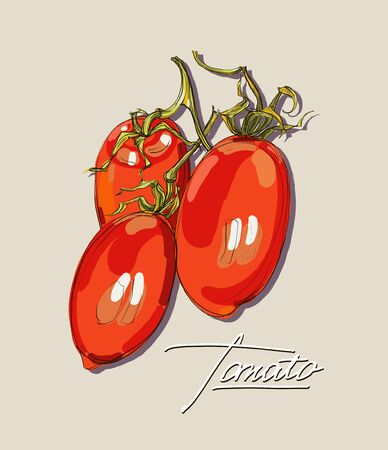 tomato vector illustration isolated on white backgroudのイラスト素材