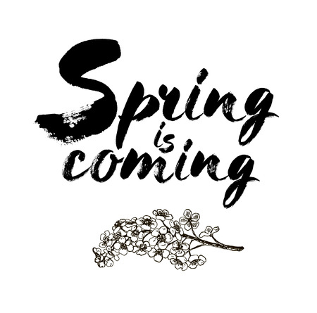 Spring is coming vector lettering on a branch of bird cherry blossoms. Hand drawn phrase. Handwritten modern brush calligraphy for invitation and greeting card, t-shirt, prints and posters. Elements for your design. White background.のイラスト素材