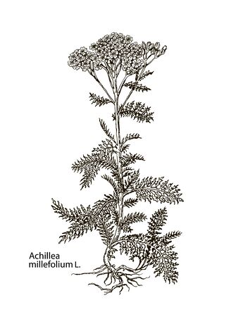 Images of medicinal plants. Detailed botanical illustration for your design. Achilleaのイラスト素材