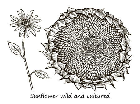 Botanical detailed illustration of a flower of wild and cultivated sunflowerのイラスト素材