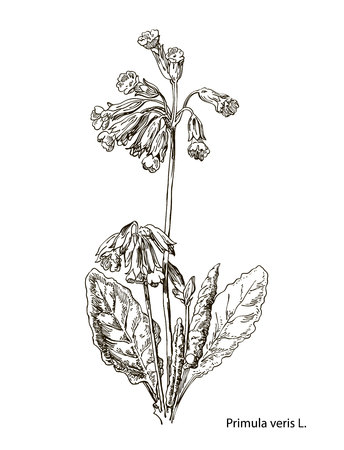 Primula officinalis. Hand drawn vector botanical illustration of valerian on white background. Wild grasses and flowers.のイラスト素材