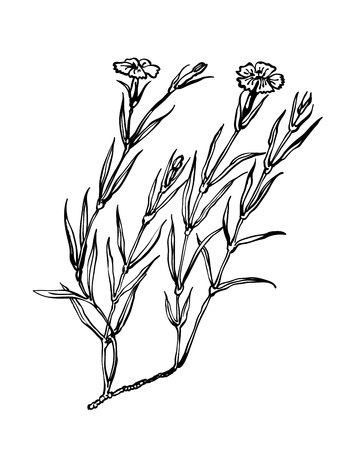Carnation vector. Wildflowers collection in outline style for natural, organic, health care products,aromatherapy. Flower lined isolated on a white background. Clove vector illustration.のイラスト素材