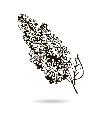 Hand drawn branch of lilac - isolated spring vector illustration. Elements for your design. White background.のイラスト素材