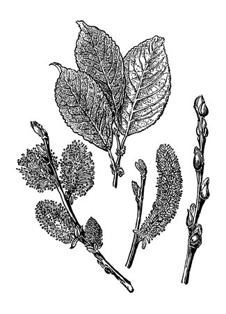 Vector leaves, flowers and fruits of the willow bred. Detailed botanical illustration for your designのイラスト素材