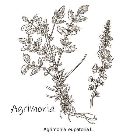 The medicinal plant is the common burdock or agrimonia eupatoria. Hand drawn botanical vector illustration.のイラスト素材