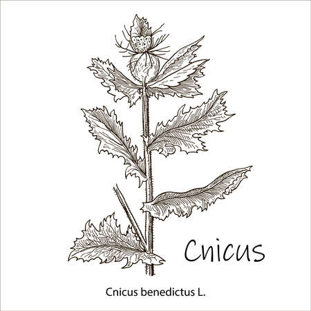 Blessed Thistle - cnicus benedictus, medicinal plant. Hand drawn botanical vector illustration.のイラスト素材