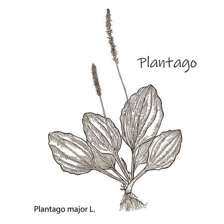 Great plantain. Plantago major - medicinal plant. Hand drawn botanical vector illustrationのイラスト素材