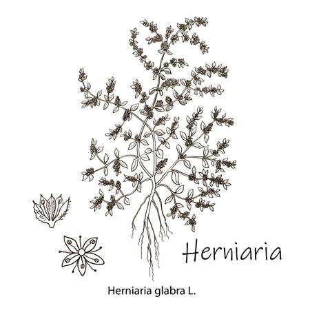 Herniaria glabra, medicinal plant. Hand drawn botanical vector illustrationのイラスト素材
