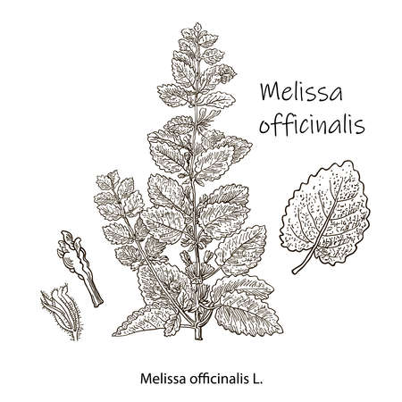 Melissa Officinalis branch with leaves and flowers isolated on white background. Medical herbs collection. Hand drawn vector illustration engraved.のイラスト素材