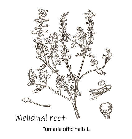 Outline drawing of a melicinal root. A plant hand drawing. Black and white flowers and leaves. Botanical vector illustration.のイラスト素材