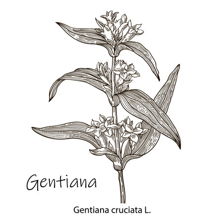 Gentian, medicinal plant. Hand drawn botanical vector illustrationのイラスト素材