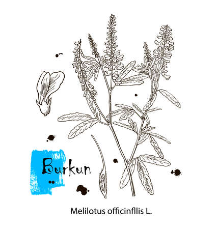 Vector modern vintage botanical illustration of Melilotus officinalis with flowers, leaves. Medicinal natural herb supplement. Pasture, meadow and forage plant. Yellow sweet clover, common melilot.のイラスト素材