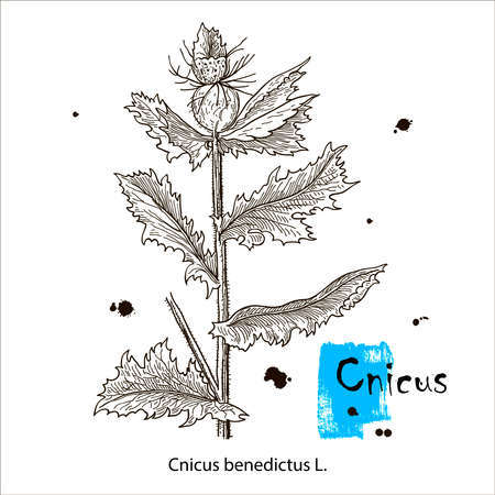 Blessed Thistle - cnicus benedictus, medicinal plant. Hand drawn botanical vector illustration.のイラスト素材