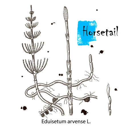 Collection of equisetum plant and escape equisetum. Horsetail. Cosmetics and medical plant. Vector hand drawn illustration.のイラスト素材