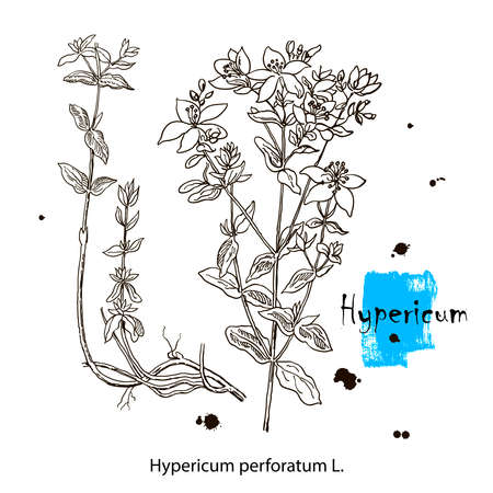 Isolated hypericum wild flower and leaves. Herbal engraved style illustration. Detailed botanical sketch for tea, organic cosmetic, medicine, aromatherapyのイラスト素材