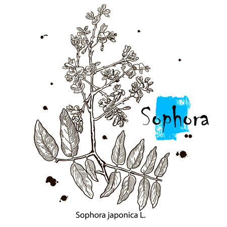 Colored Shrubby Sophora in Hand Drawn Style. Vector Illustration of Medicinal Plantのイラスト素材