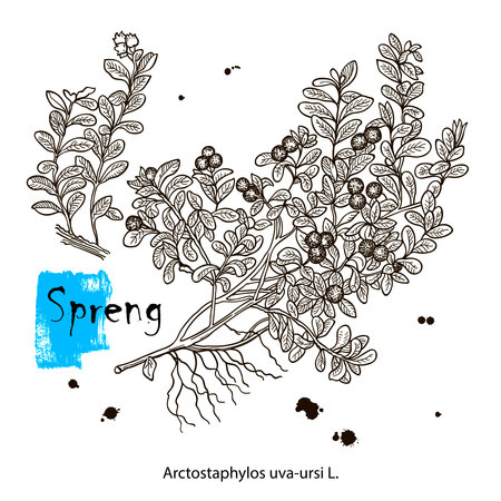 vector drawing lingonberry plant, Vaccinium vitis-idaea, hand drawn illustration of medicinal plantのイラスト素材