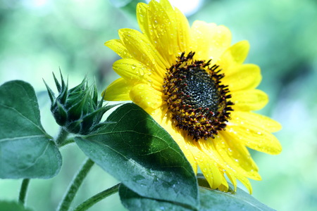 Sunflower with raindrops after rain landscape close-up.の写真素材