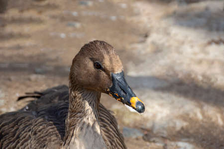 Bean goose. Wild grey goose with a grey beakの写真素材