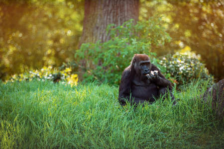 gorilla female sitting in the grass and eating. High quality photoの写真素材
