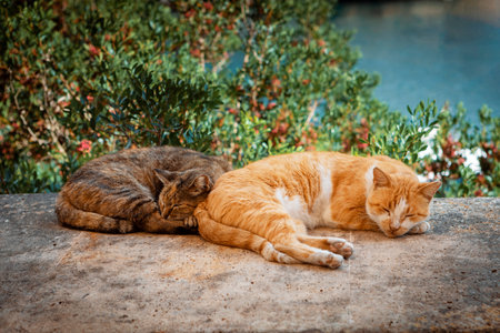 mixed house cats sleeping on a wall in a mediterranean village . High quality photoの写真素材