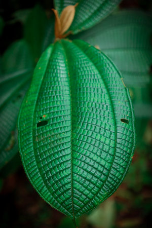 close up of a tropical plant leaf. High quality photo