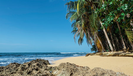 waterfront scenery with palm trees near Manzanillo Costa-Rica. High quality photoの写真素材