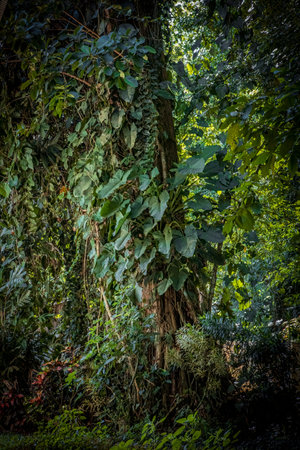 jungle scenery with a lot of philodendron type plant growth on trees. High quality photoの写真素材
