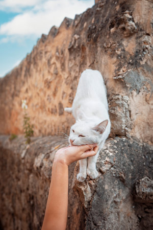 white colored domestic cat getting petted by a human. High quality photoの写真素材