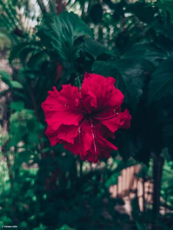 Bunga Rayaの写真素材