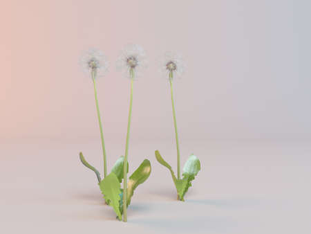 three white flowers inside a studio renderingの写真素材