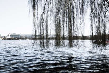 tree branches on lake waterの写真素材