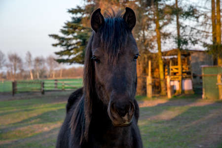 brown horse gaze with nice eyes looking deeply