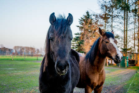 brown horse gaze with nice eyes looking deeplyの写真素材